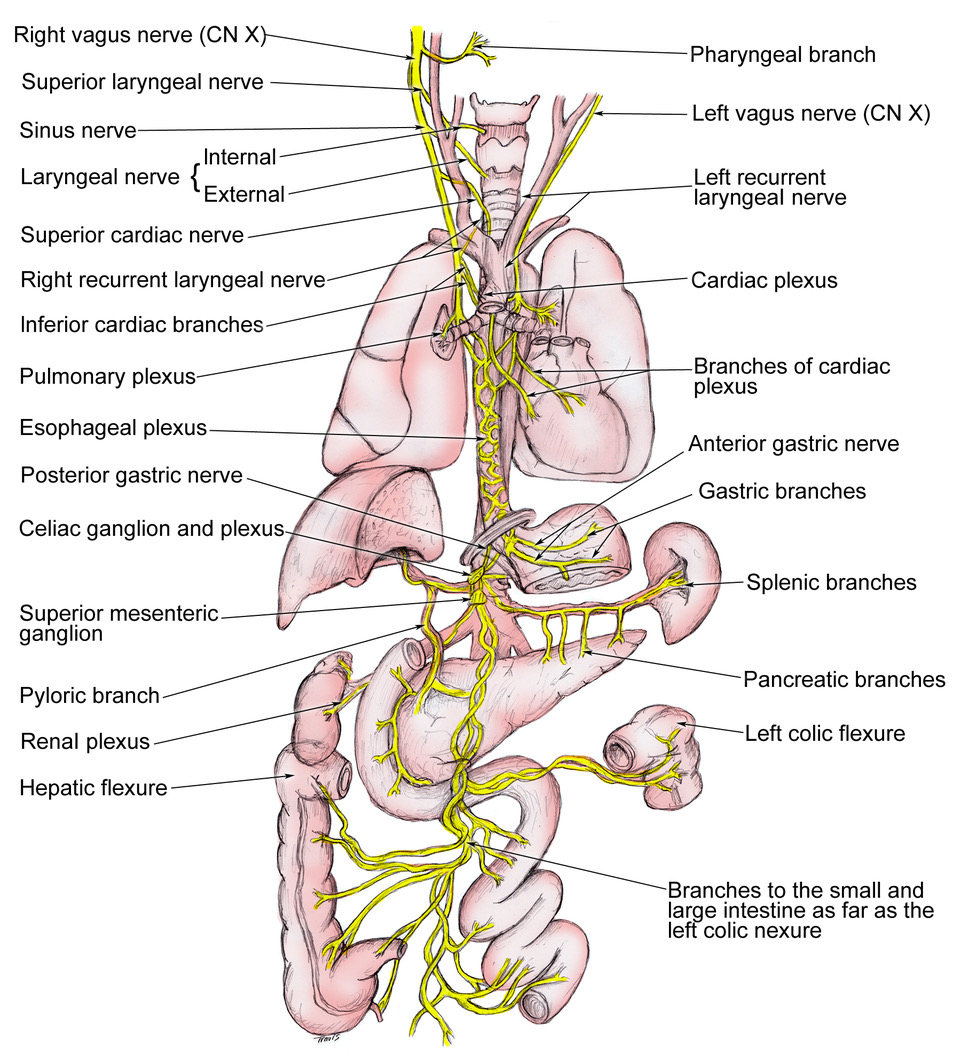 Image reproduced with permission from Medscape Drugs & Diseases (https://emedicine.medscape.com/), Vagus Nerve Anatomy, 2017, available at: https://emedicine.medscape.com/article/1875813-overview.